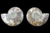 Cut & Polished Ammonite Fossil - Agatized #88171-1